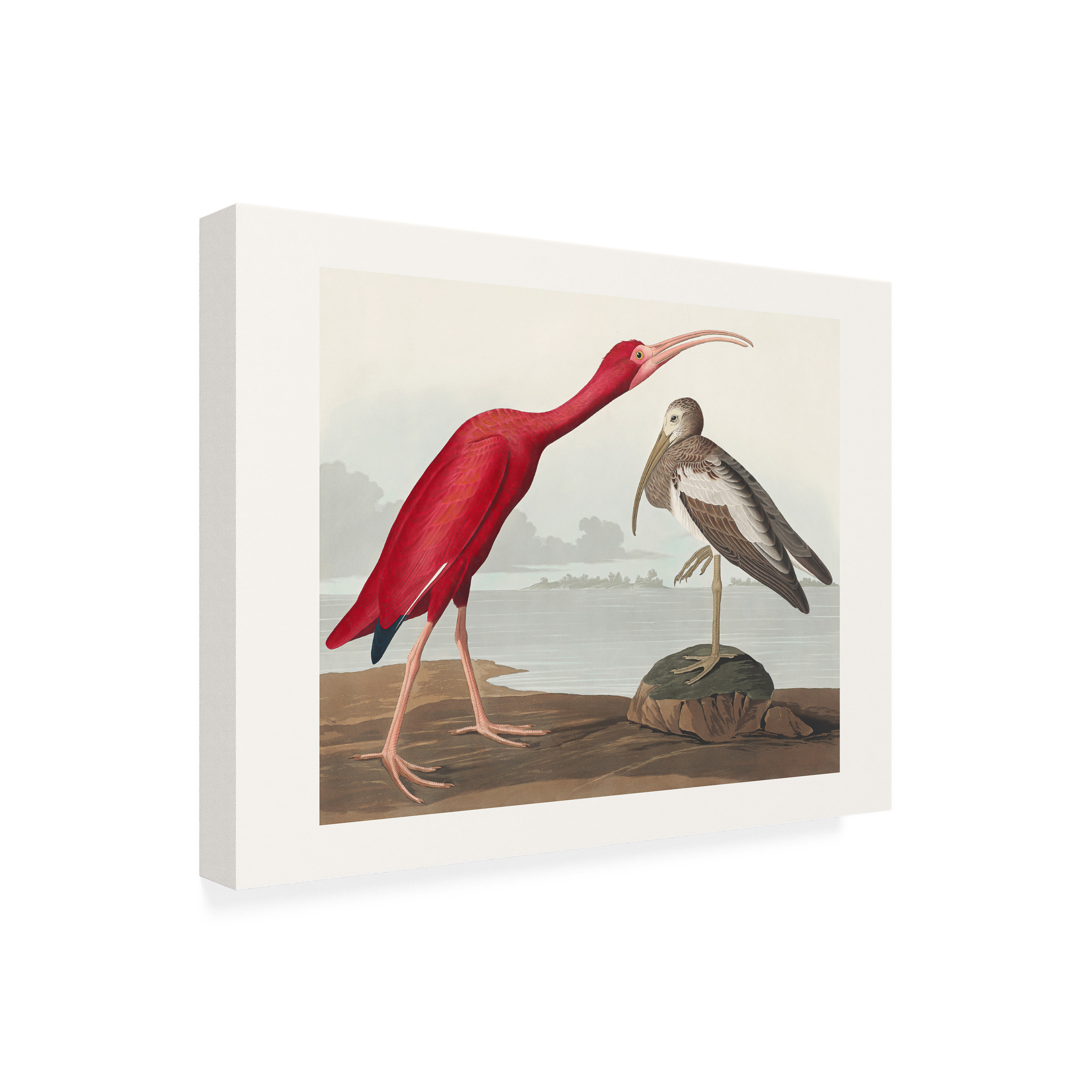 Pictufy 'Scarlet Ibis From Birds of America 1827' Canvas Art