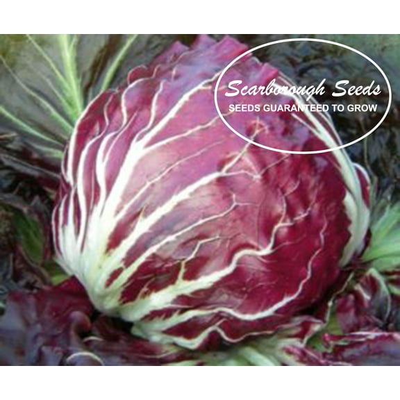 SCARBOROUGH SEEDS RADICCHIO PALLA ROSA 500 SEEDS-HEIRLOOM-NON-GMO