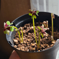 thumbnail image 4 of Oxalis Iron Cross Shamrock Plant, 3.5 Inches Pot, Four Leaf Shamrock Plant Live in 3.5 Inches Pot, Iron Cross Oxalis for Indoor Outdoor Planting, 4 of 5