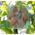 thumbnail image 3 of 100 Pieces Grape Bunch Protective Bag, Size: 30 X 20 Cm, Color: Green, With Cord, Gives Total Protection Against Wasps, Birds, Material: Organza, 3 of 3