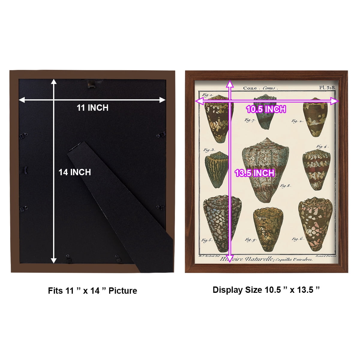 Cone Shell pl. 318 -Framed Print w/glass-Chestnut