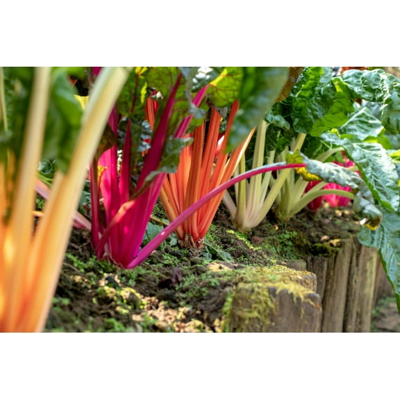 150 *Seeds RAINBOW Mix SWISS CHARD Mixed Colors Beta Vulgaris Vegetable Seeds