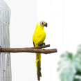 thumbnail image 5 of Juguetes de madera de pájaros pequeños libres de olores 6 piezas juguetes para loros Budgies macaws Feliz Sencillez, 5 of 5