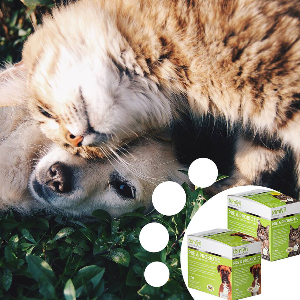 tomlyn pre & probiotic for cats