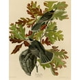 thumbnail image 2 of Vintage Apple Collection 20x24 White Modern Wood Framed Museum Art Print Titled - Canada Jay, 2 of 4
