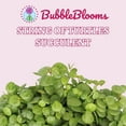 thumbnail image 2 of String of Turtles Peperomia Prostrata, Vining Plant, Live Tiny Mini Pixie Plant, 2 inch Pot by BubbleBlooms, 2 of 9