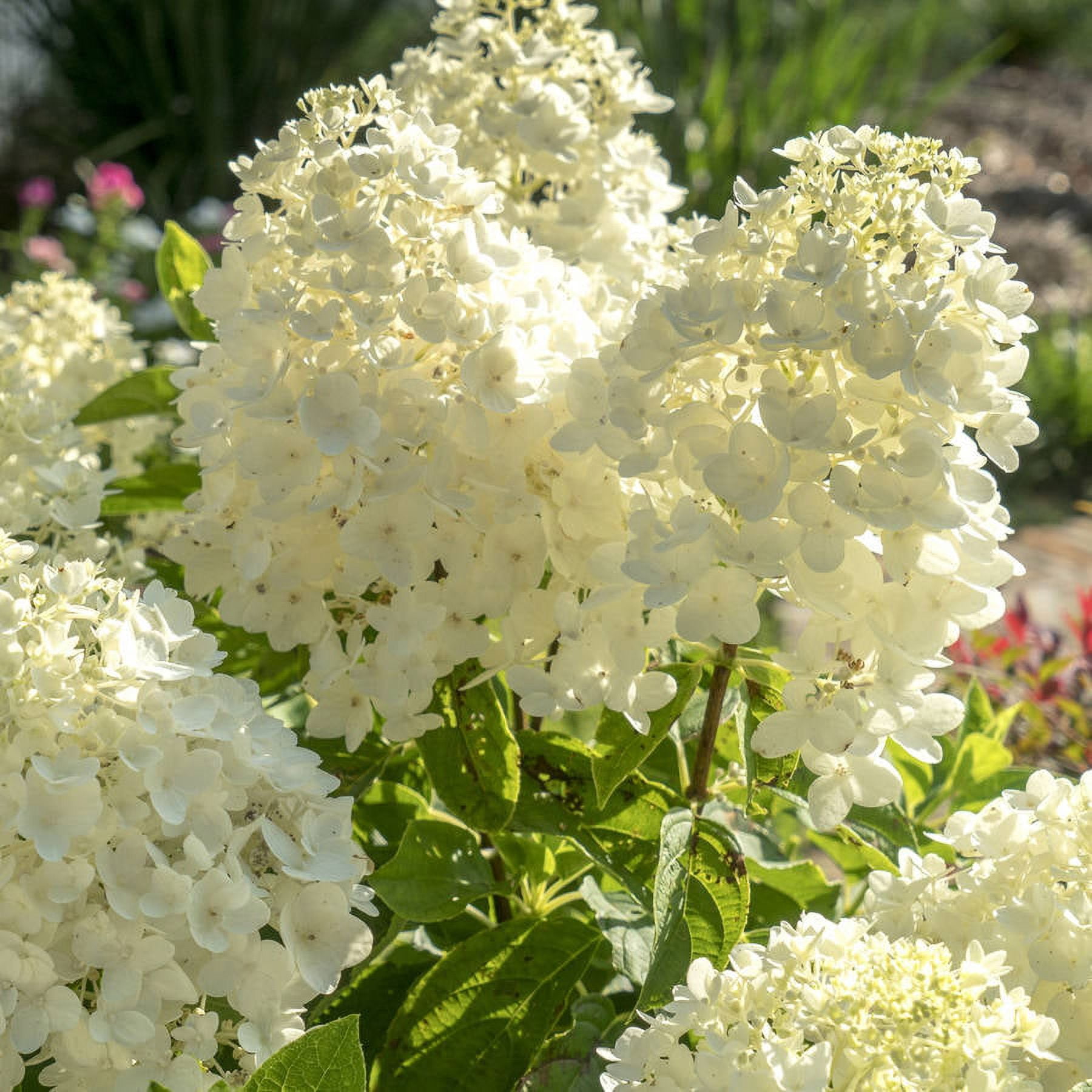 Southern Living Moon Dance Paniculata Hydrangea Live Shrub in 2-Gallon Grower Pot