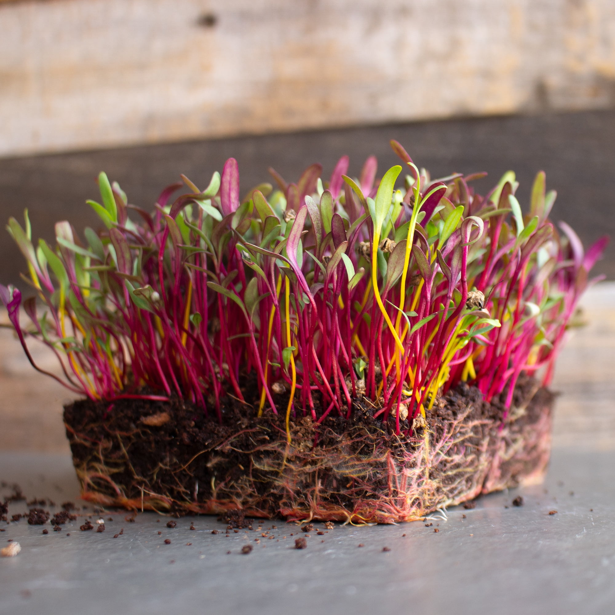 Beet Seeds Rainbow Blend 1 Oz 1,500 Seeds Beta vulgaris Farm