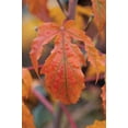 thumbnail image 2 of Erin Berzel 17x24 Gallery Wrapped Canvas Wall Art Titled - Orange Leaves I, 2 of 4