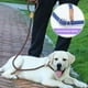 thumbnail image 3 of Dog Leash, Slip Rope Dog Training Leash, Braided Pet Training Lead, 3 of 5