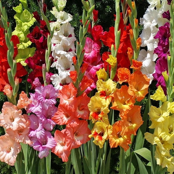 Grower Special Mix Gladiolus Flower Bulbs - 75 Bulbs Assorted Colors - Make Great Cut Flowers - Perennializing - Fragrant - Vibrant Color Mix - Live Plant Outdoor Garden