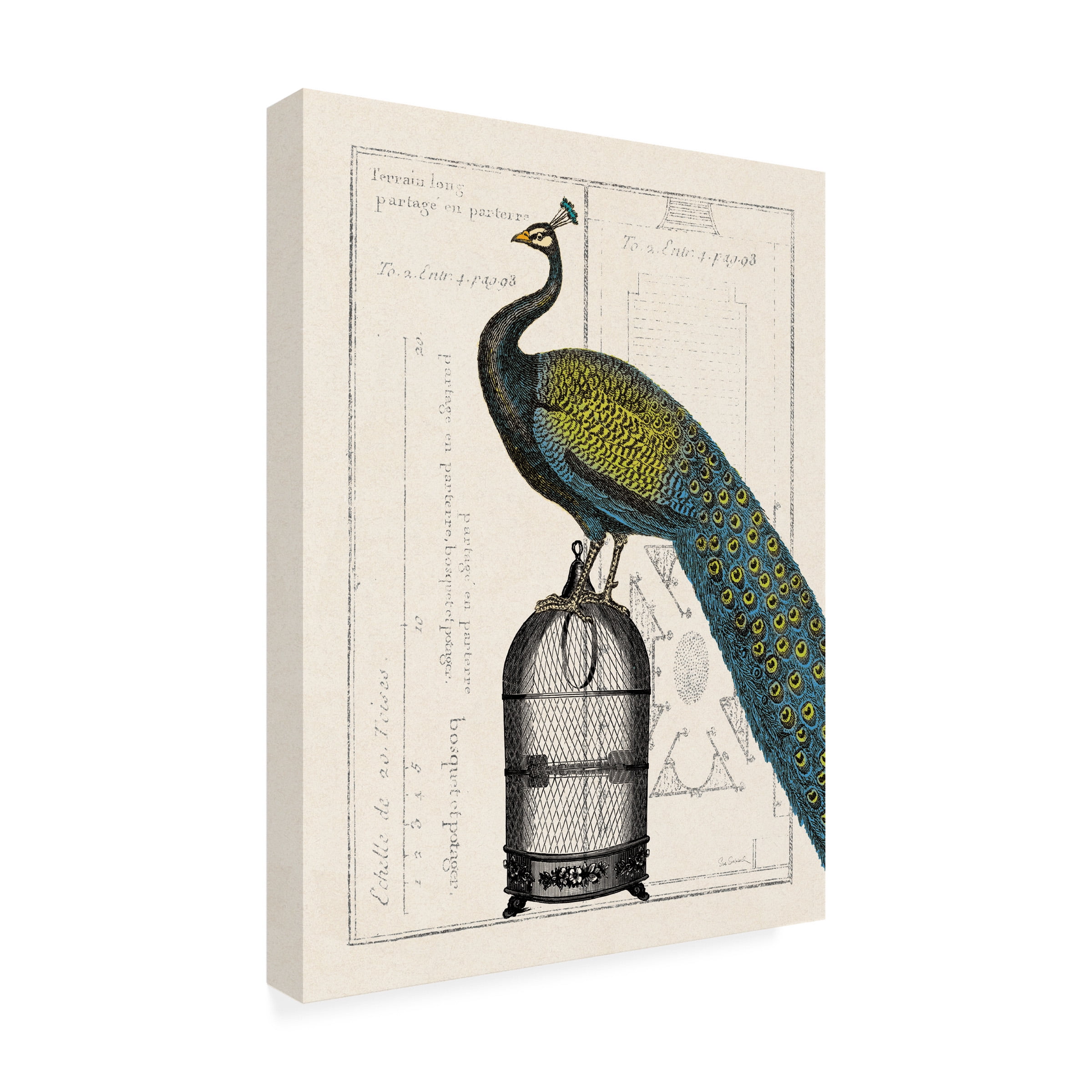 Trademark Fine Art 'Peacock Birdcage II' Canvas Art by Sue Schlabach