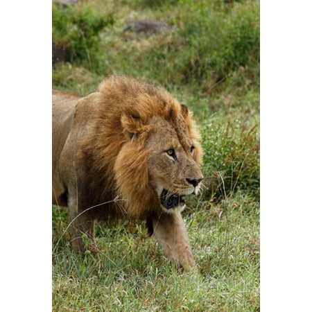 Adult male lion Lake Nakuru National Park Kenya Canvas Art - Adam Jones  DanitaDelimont (23 x 35)