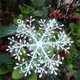 thumbnail image 5 of El árbol de Navidad está decorado con copos de nieve y cuelga coronas de copos de nieve., 5 of 5