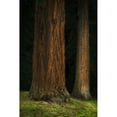 thumbnail image 3 of Geyman, Vitaly 17x24 Black Modern Framed Museum Art Print Titled - Ancient Forest II, 3 of 5