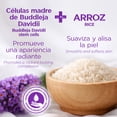 thumbnail image 4 of Teatrical Korean Facial Cream with Stem Cells & Rice, Face Moisturizer, 7 oz Pack of 2, 4 of 8