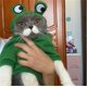 thumbnail image 5 of KAIYANG Sudadera con capucha y cordón para mascotas, ropa de invierno cálida para cosplay de perros (rana, XS) COLOR 6, 5 of 5