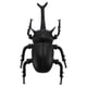 thumbnail image 1 of Adorno de modelo de escarabajo de simulación, juguete de escarabajo vocalizador, juguete cognitivo con forma de escarabajo, 1 of 5