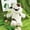 White, variant on Cow Plush Toy, Cute Funny Expression White Spotted Stuffed Animal, 10.2 inch Soft Fluffy 1 Pack Plush Doll Toddlers, Perfect for Nursery Decor Birthday Gift Bedtime Companion and Collectible