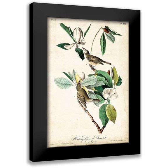 Audubon, John James 11x14 Black Modern Framed Museum Art Print Titled - UA CH Warbling Vireo