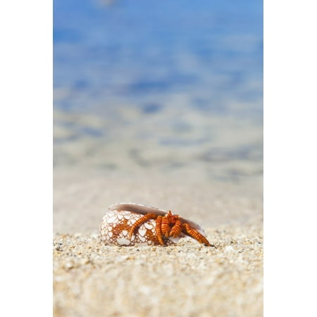 A Hawaiian Sea Creature, Halloween Hermit Crab (Ciliopagurus Strigatus) On The Sandy Beach; Honolulu, Oahu, Hawaii, United States Of America Poster Print by Brandon Tabiolo / Design Pics