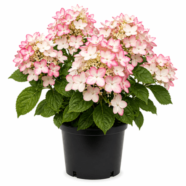 Hydrangea Grandiflora (PG Hydrangea) Live Shrub –1 Gallon