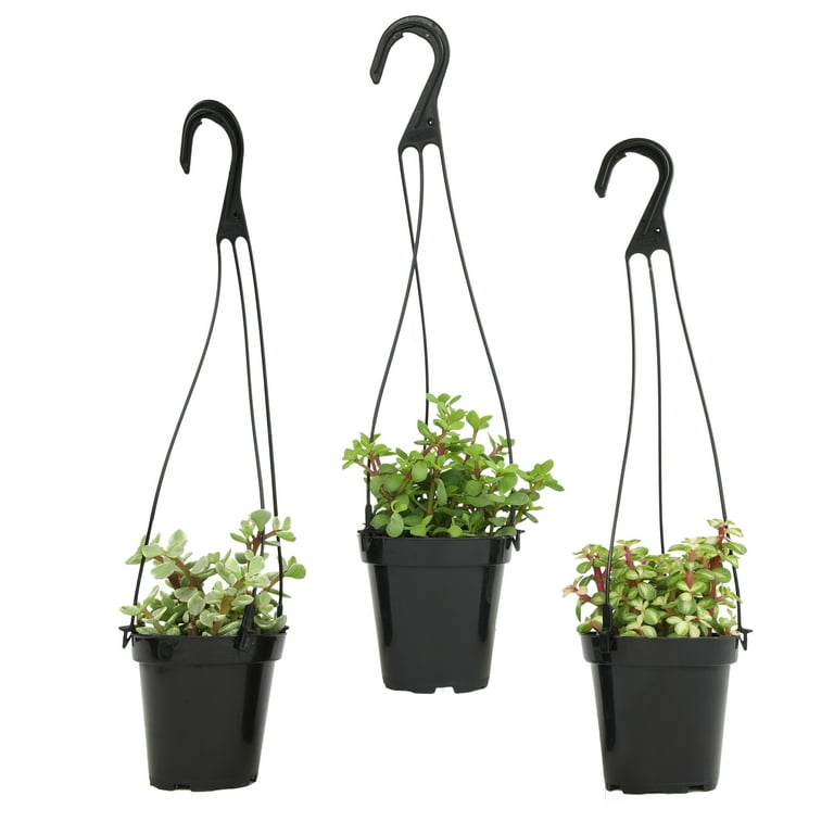 Altman Plants Hanging Succulents Baskets (3-pack) Fun Easy Plants in 3.5  in. Hanging Pots - Walmart.com