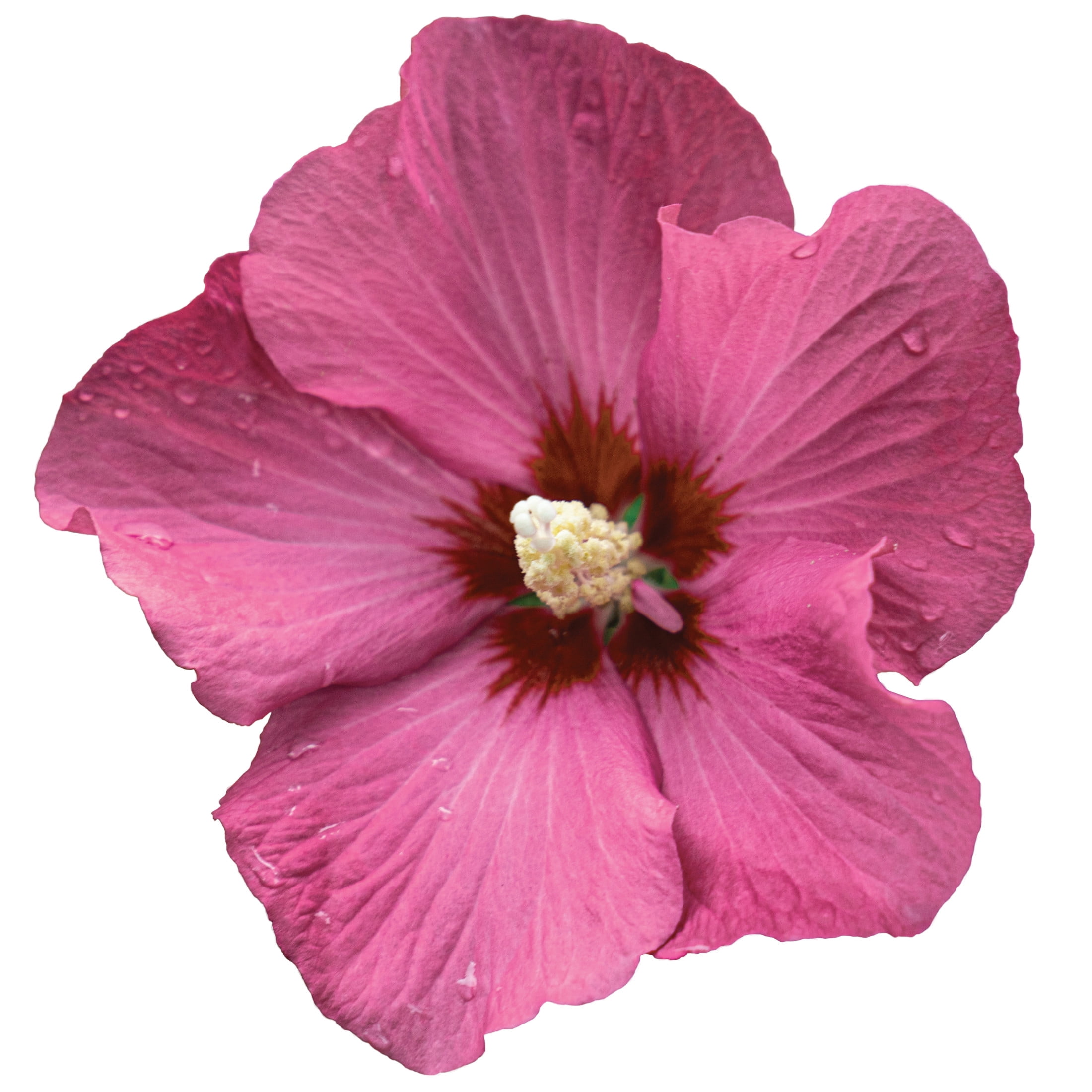 Proven Winners ColorChoice 5" Red Paraplu Rouge Rose of Sharon Live Plant in 4.5" Pot (4 Count)