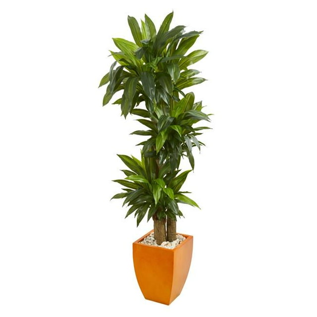 5.5 ft. Dracaena Plant in Orange Square Planter - Real Touch