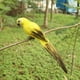 thumbnail image 3 of Loros artificiales Wdftyju plumas de espuma decoración jardín amarillo, 3 of 8