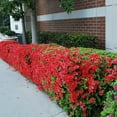 thumbnail image 6 of Encore Autumn Fire Red Azalea Live Shrubs, Compact Evergreen Shrub with Vibrant Red Blooms, 6 of 6