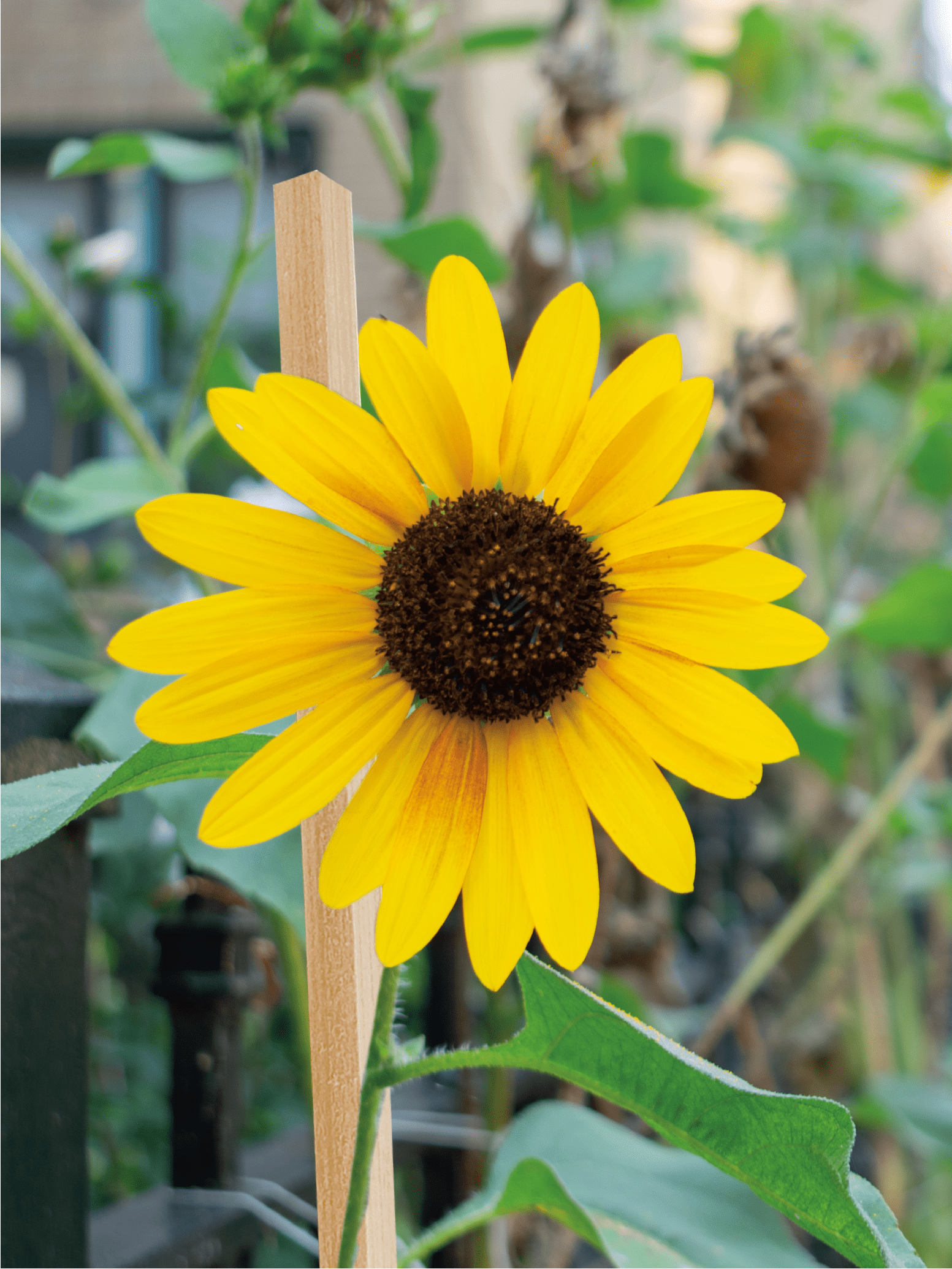 Panacea 5-Foot-Tall Wood Plant Support Stake, Pack of 4, 60" Tall x .5" Wide x .5" Deep, .5 Lbs.