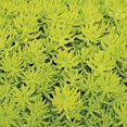 thumbnail image 2 of Expert Gardener 1Pt Sedum Live Plant Grower Pot Full Sun Partial Shade, 2 of 6