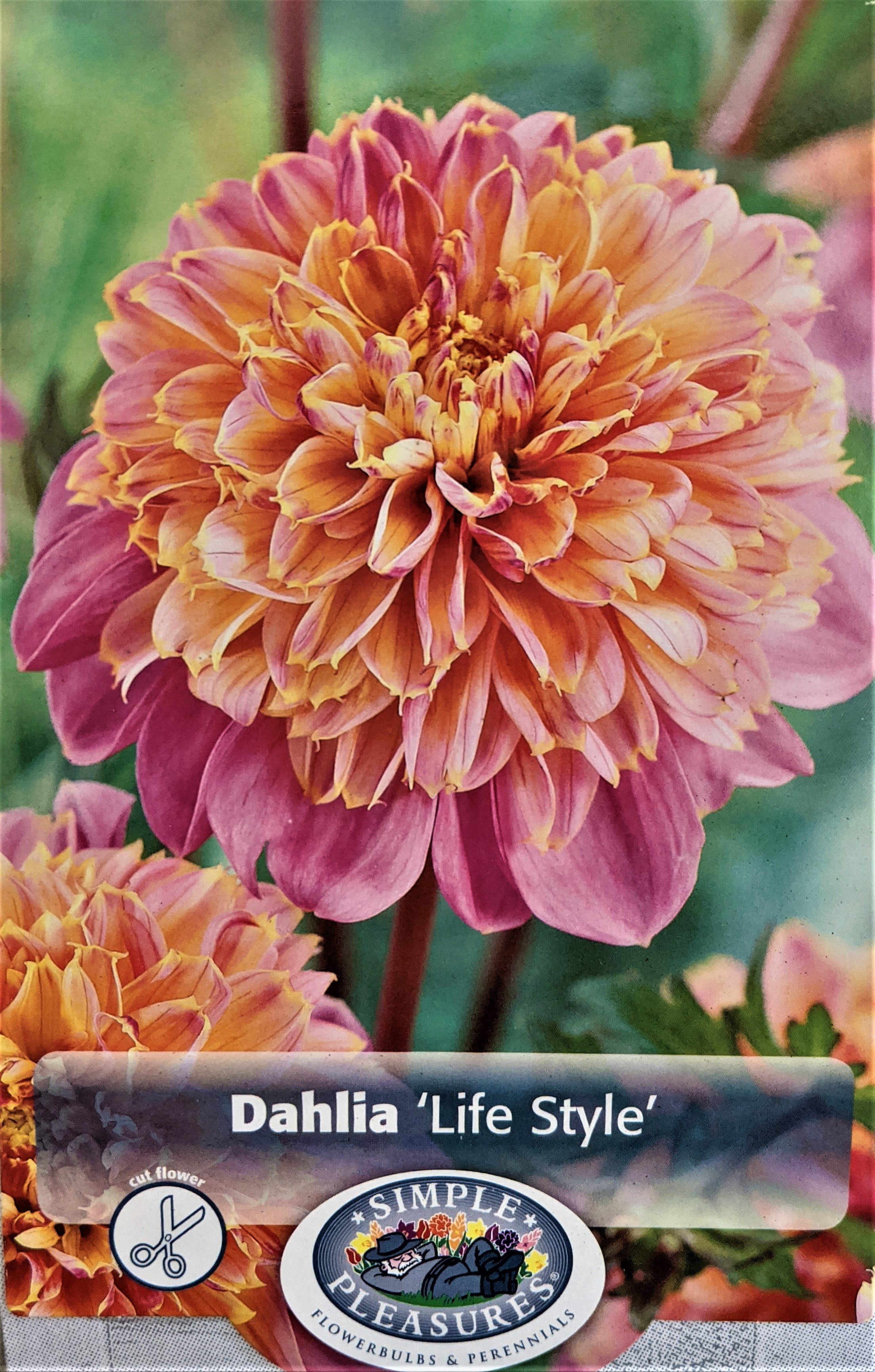 Life Style PowderPuff/Anemone Dahlia 1 Bulb Clump