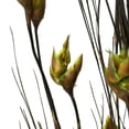 thumbnail image 4 of Vickerman 36-40" Long Stem Bell Grass with Basil Colored Seed Pods, 2 per pack, Preserved, 4 of 5