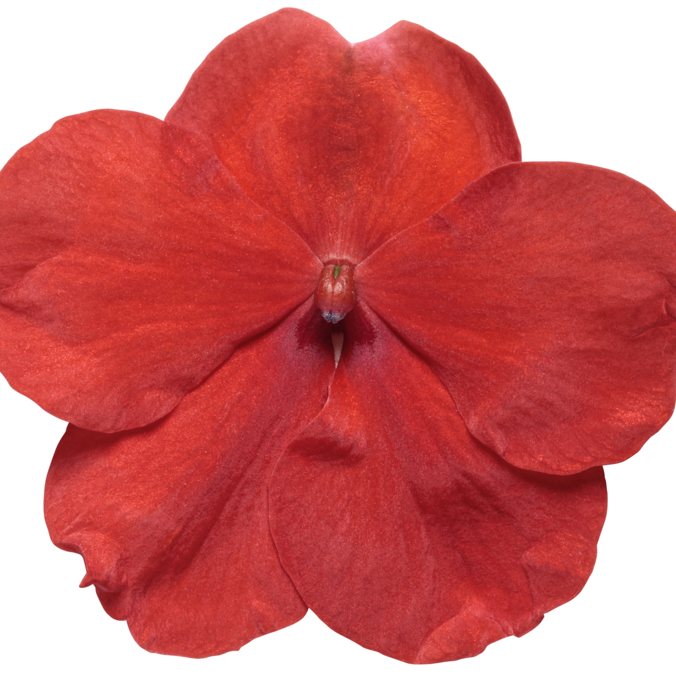 Proven Winners 4"  Soprano Bright Red Bedding Impatiens Live Plant in 4.25" Pot (4 Count)