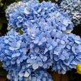 thumbnail image 4 of Blue Hydrangea Plant, Shade-Loving Flowering Shrub 3–5 ft Tall with Large Blooms, 4 of 6
