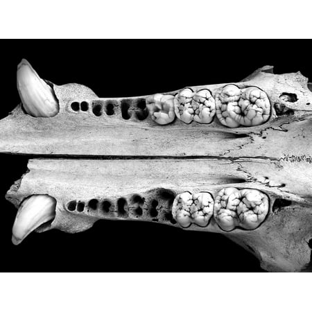 - Canvas Print Teeth Jaw Skull Wild Pig Fangs Bones Stretched Canvas 10 x 14