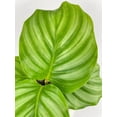 thumbnail image 6 of Bumble Plants Calathea Orbifolia - Full Live Colorful Houseplant in Nursery Pot, Easy Care, Indoor Plant for Beginners, 6 of 11