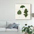 thumbnail image 3 of Trademark Fine Art 'Leaf Chart III Shiplap' Canvas Art by Wild Apple Portfolio, 3 of 4