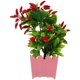 thumbnail image 1 of ColoMX 1pc Simulation Chili Ornament Oney Flowerpot Bonsai para Hotel, 1 of 7