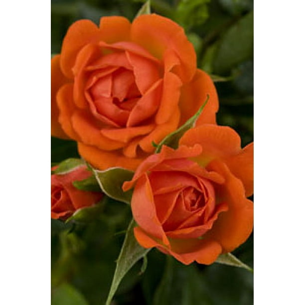 Citrine Micro Miniature Rose Bush Fragrant Hardy 4 Pot Walmart Com Citrine Micro Miniature Rose Bush Fragrant Hardy 4 Pot Walmart Com