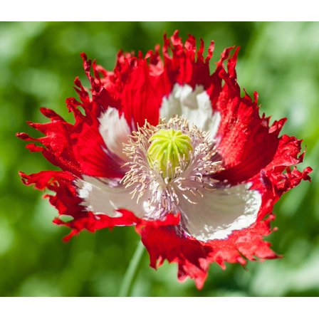 Danish Flag Poppy Papaver Somniferum Premium Seeds for Planting Packet