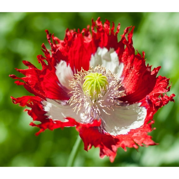 Danish Flag Poppy Papaver Somniferum Premium Seeds for Planting Packet