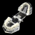 thumbnail image 3 of Dental Model Teeth Implant Restoration Bridge Teaching for Study Tooth Science, 3 of 5