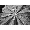 thumbnail image 2 of Marshall, Laura 14x11 White Modern Wood Framed Museum Art Print Titled - Raindrops on Lupine, 2 of 4