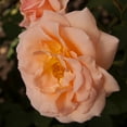 thumbnail image 6 of Heirloom Roses - Apricot Nectar Grandiflora Rose Bush - Fragrant Rose Plant, 6 of 6