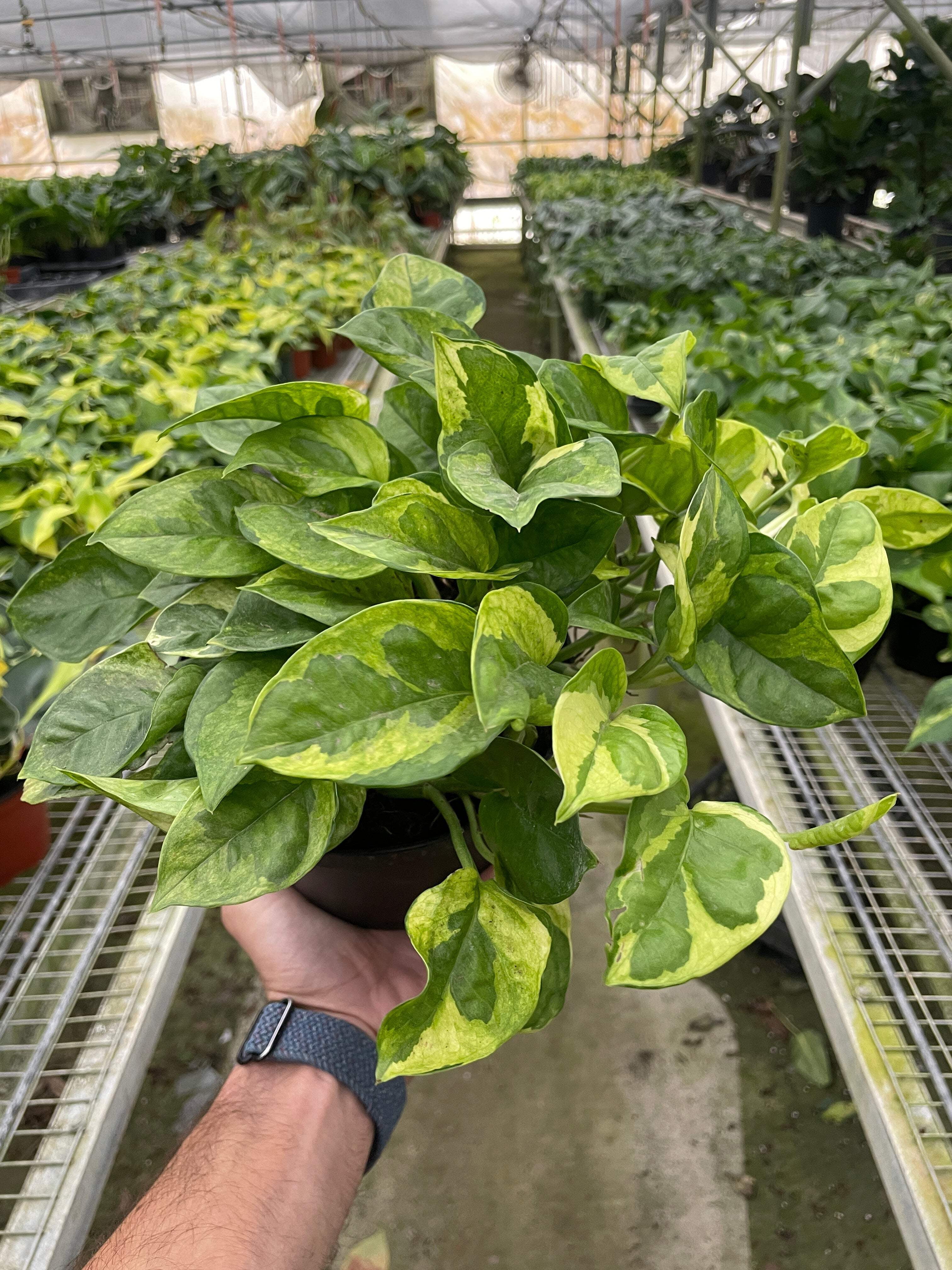 Pothos 'Lemon Meringue', 6" Pot, Indoor Houseplant, Easy Care, Live Plant for Indoor & Outdoor