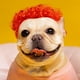 thumbnail image 4 of Pelucas divertidas para cosplay de perros y gatos, juguetes para mascotas, disfraces para fiestas, festivales, pelucas para perros medianos y grandes, ropa para mascotas., 4 of 6