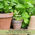thumbnail image 5 of Clovers Garden Peppermint Mint Live Plant (2 Count), Non GMO, 5 of 7